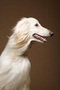 Afghan Hound Portrait