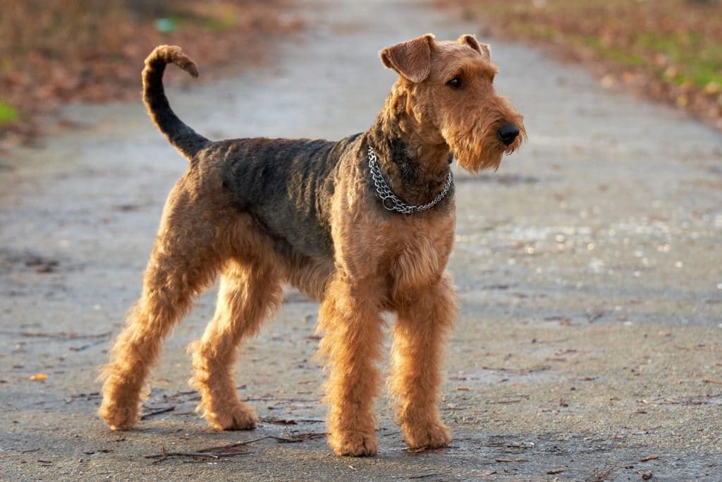 Airedale Terrier Portrait