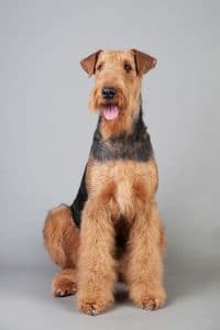 Airedale Terrier Portrait