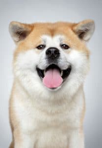 Akita Portrait