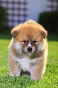 Akita Portrait