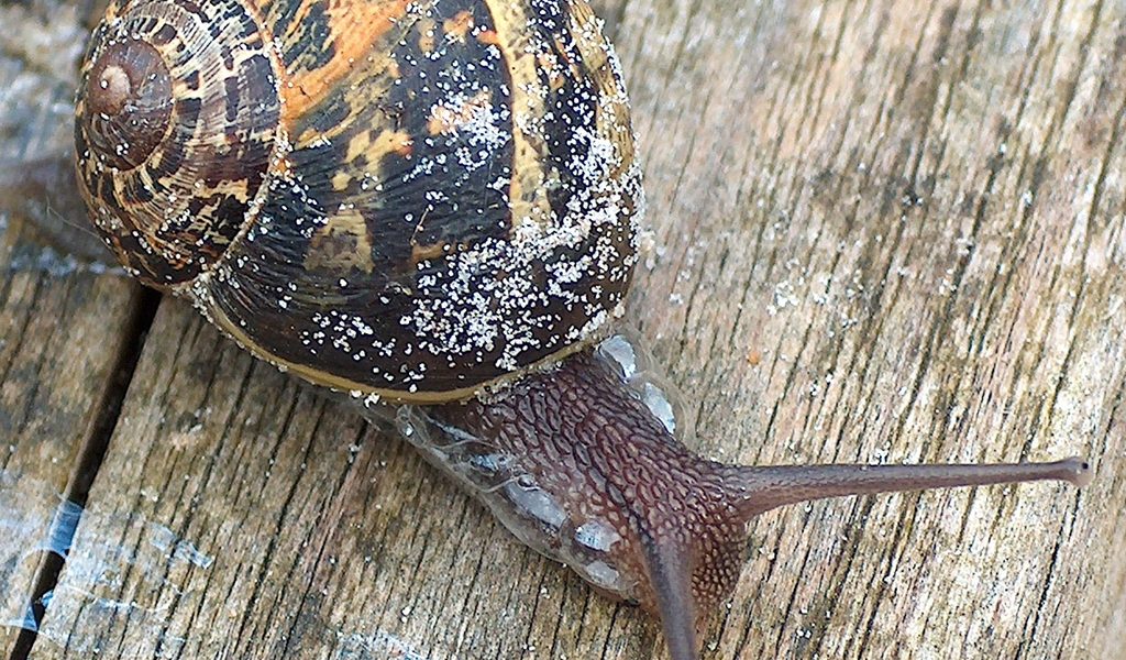 Slugs and Snails carry the Lungworm Parasite