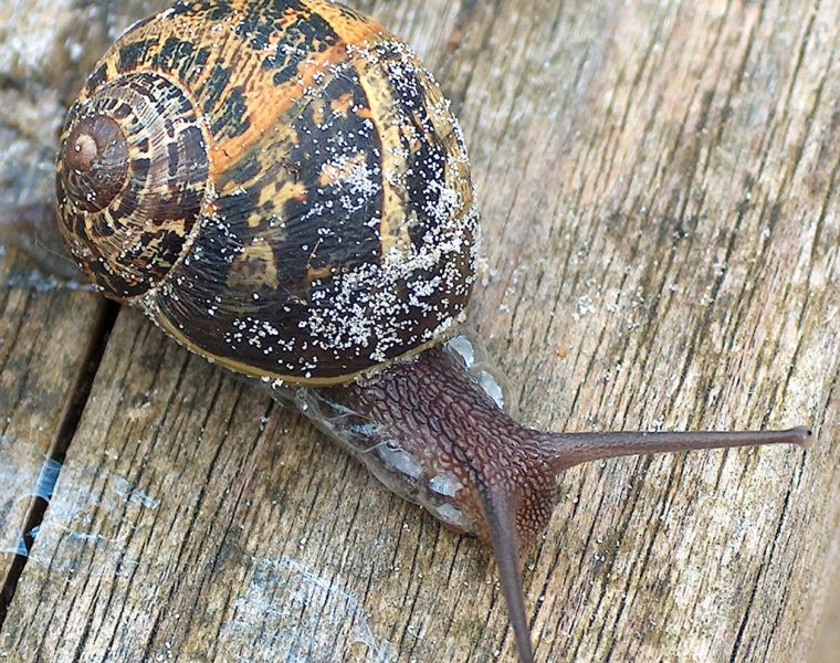 Slugs and Snails carry the Lungworm Parasite