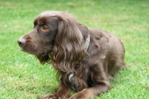 Holly after using the Hamish McBeth Grooming Kit