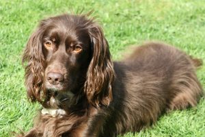 Holly before using the Hamish McBeth Grooming Kit