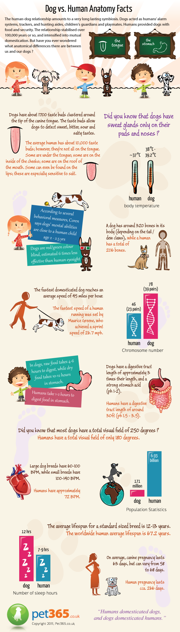 Dog Anatomy Infographic