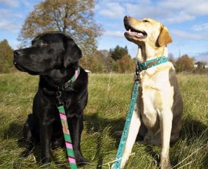 Dublin Dog Eco Lucks Dog Collars