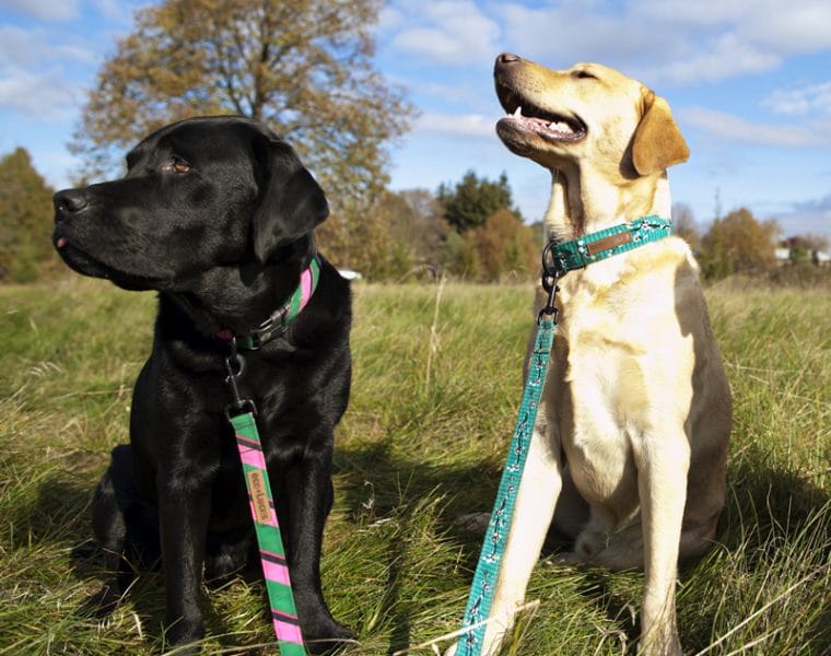 Dublin Dog Eco Lucks Dog Collars