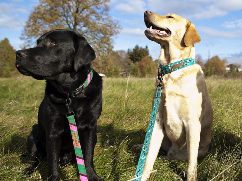 Dublin Dog Eco Lucks Dog Collars