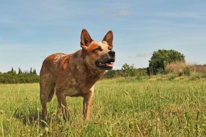 Australian Cattle Dog