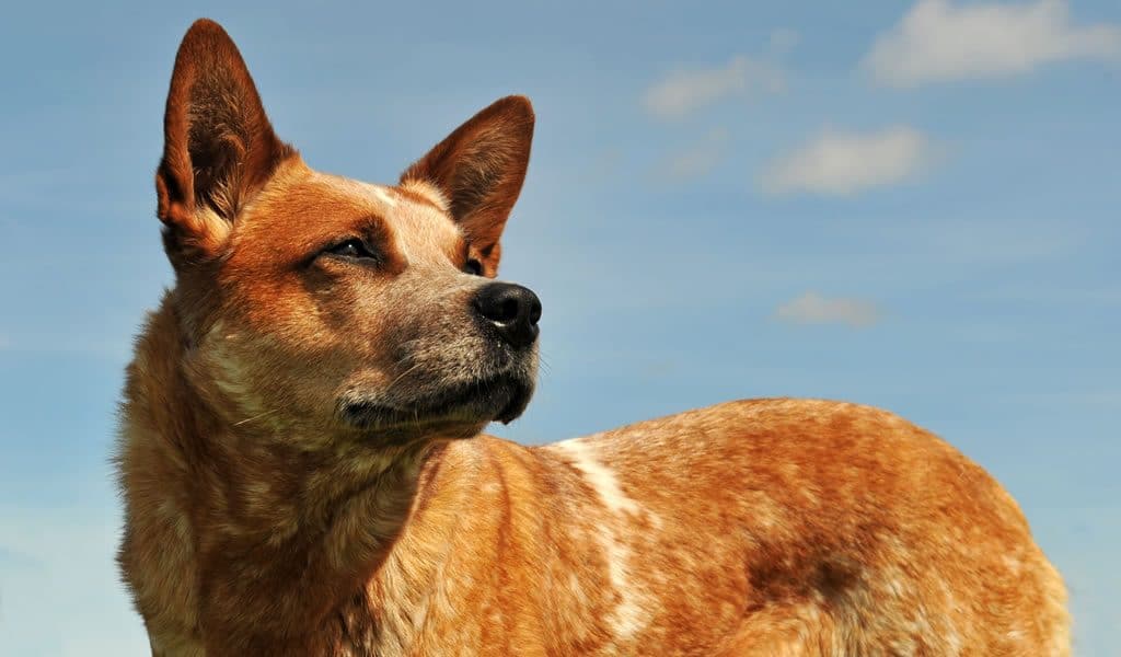 Australian Cattle Dog Dog Breed Information