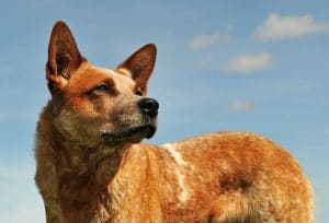 Australian Cattle Dog Australian Cattle Dog