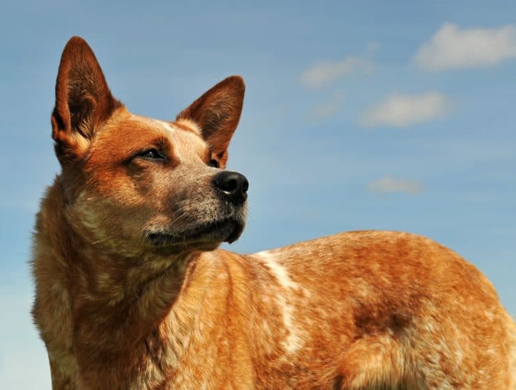 Australian Cattle Dog