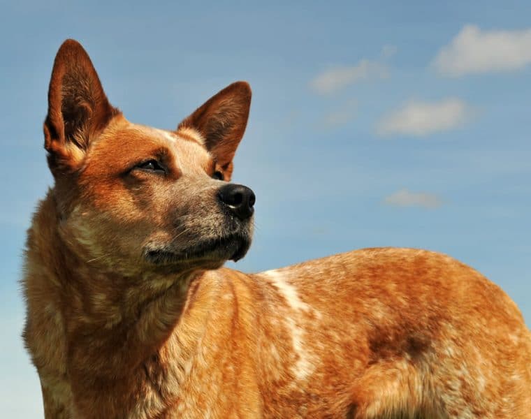 Australian Cattle Dog