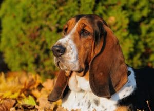 Basset Hound