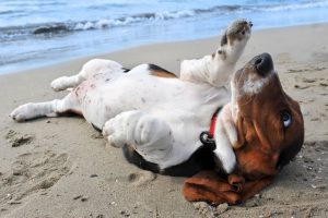 Basset Hound