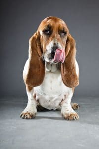 Bassett Hound Portrait Bassett Hound Portrait