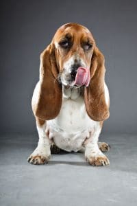 Bassett Hound Portrait