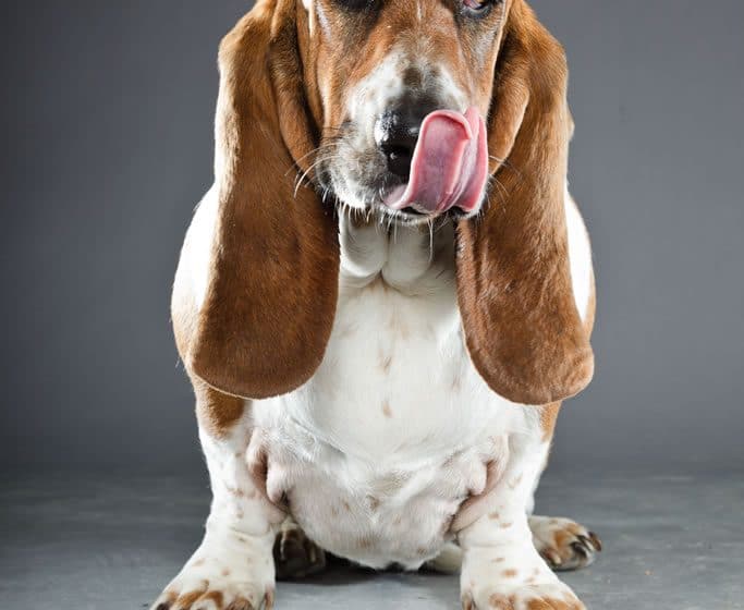 Bassett Hound Portrait