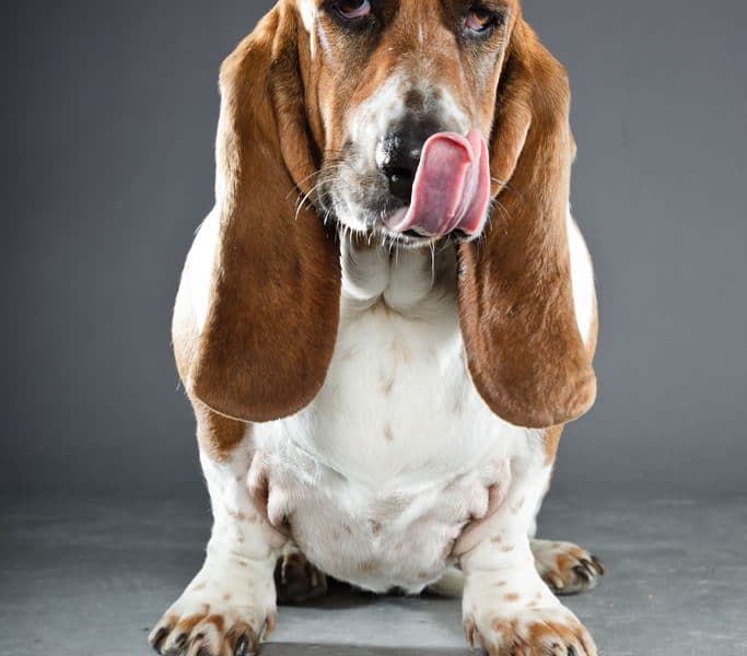 Bassett Hound Portrait