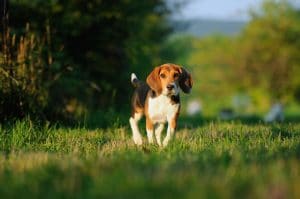 Beagle