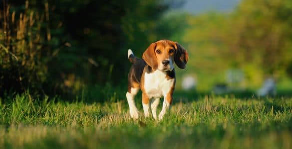 Beagle Breed Information