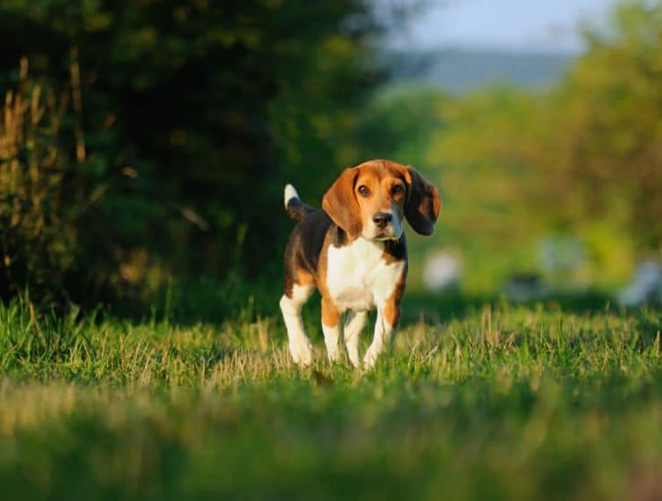 Beagle Breed Information