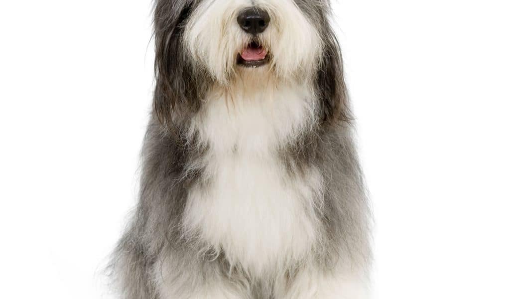 Bearded Collie Portrait