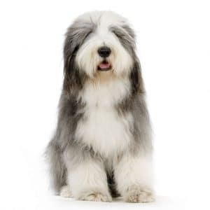 Bearded Collie Portrait