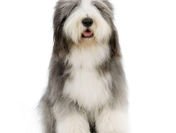 Bearded Collie Portrait
