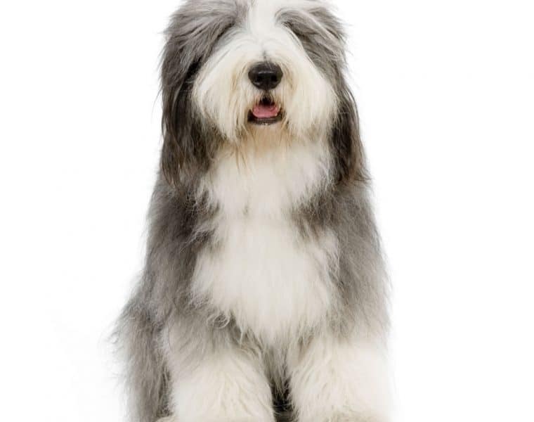 Bearded Collie Portrait