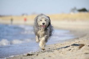 Bearded Collie on the Beach