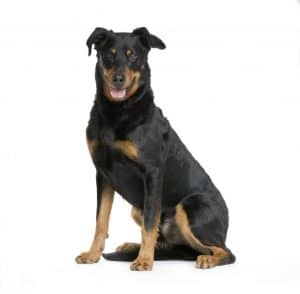 Beauceron Beauceron