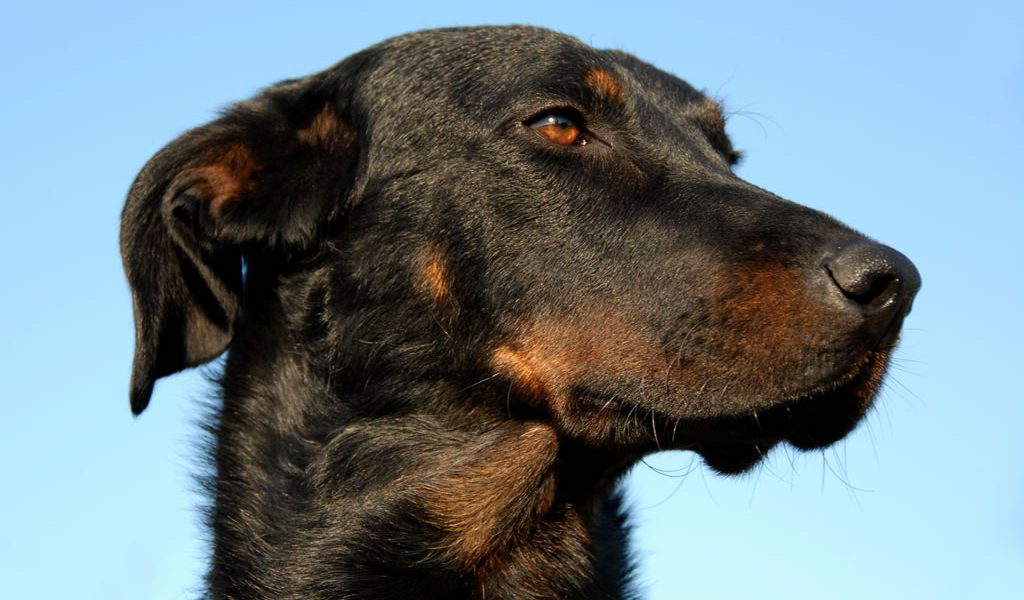 Beauceron