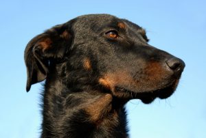Beauceron-2 Beauceron