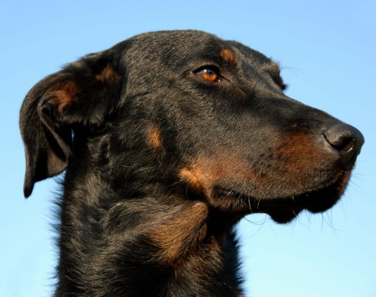 Beauceron