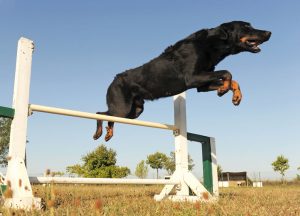 Beauceron Beauceron