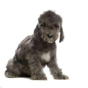 Bedlington Terrier