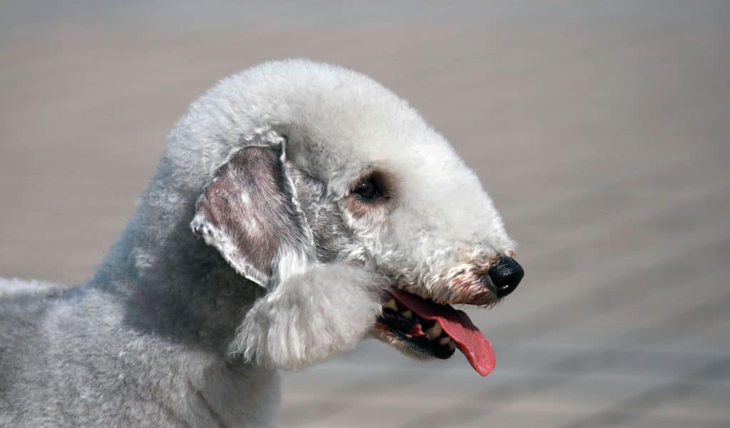 Bedlington Terrier