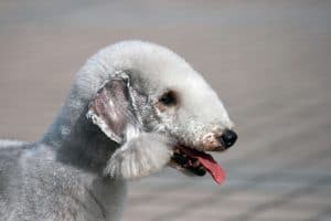 Bedlington Terrier