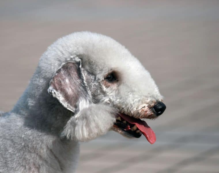 Bedlington Terrier