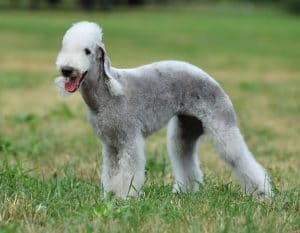 Bedlington Terrier