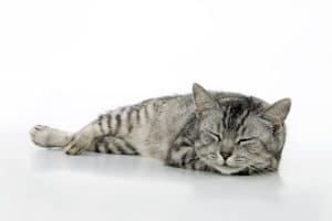 Why do cats purr?