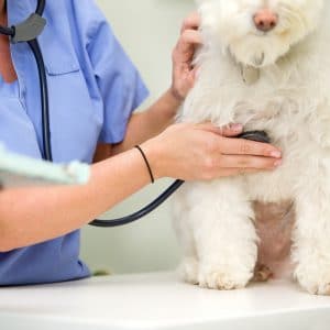 Dog at the Vet Clinic