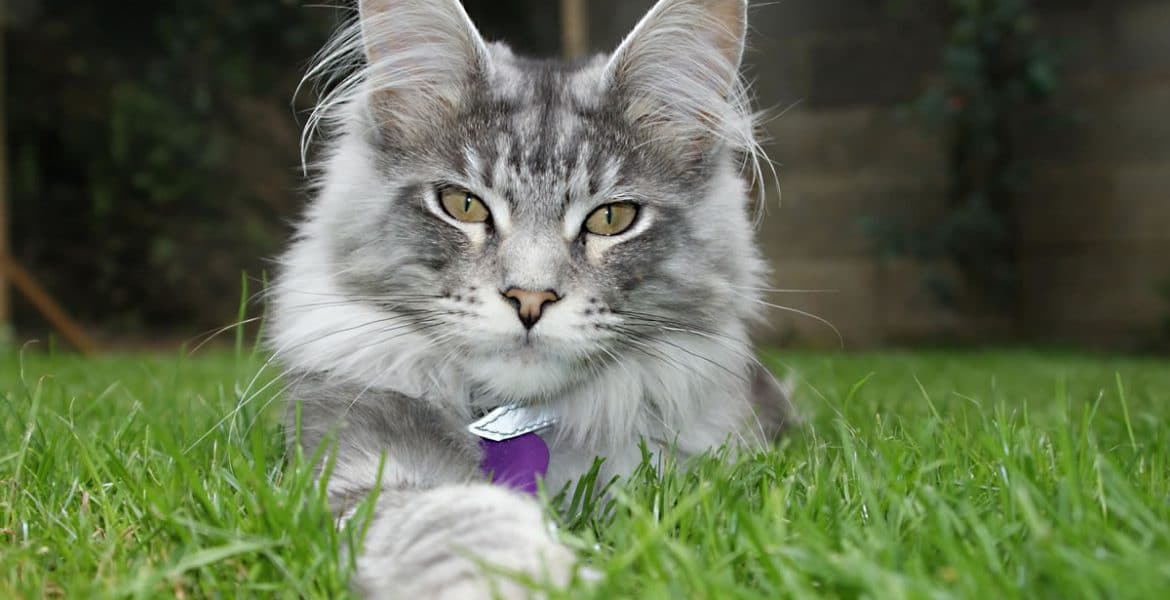 Maine Coon Cat