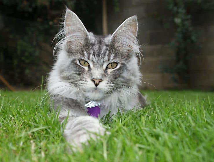 Maine Coon Cat
