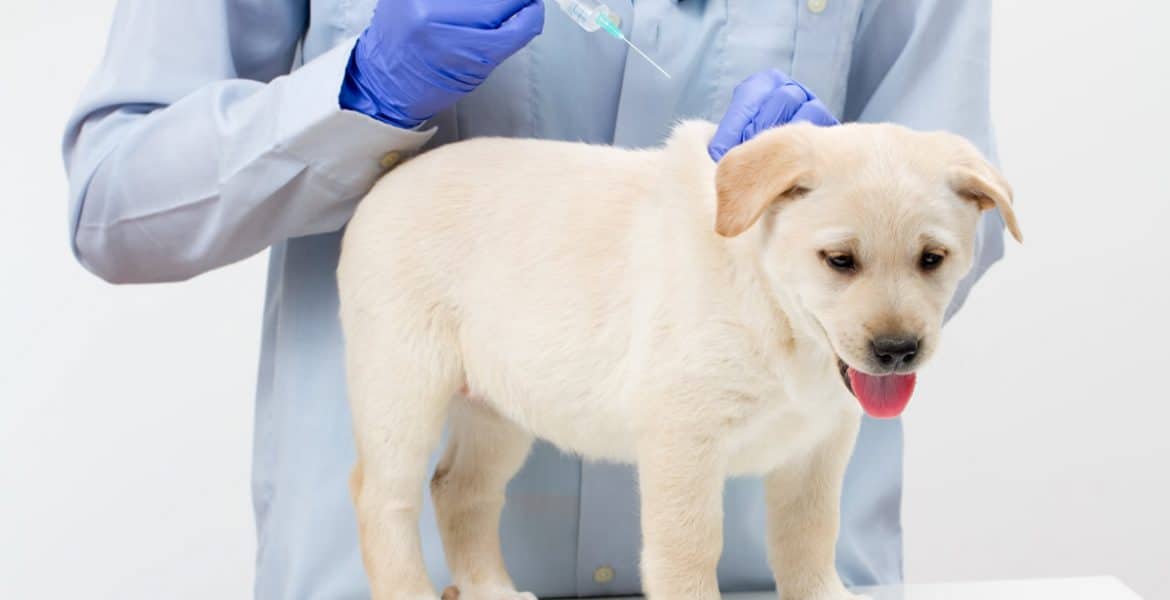 Vaccinating your dog against Parvovirus