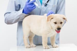 Vaccinating your dog against Parvovirus