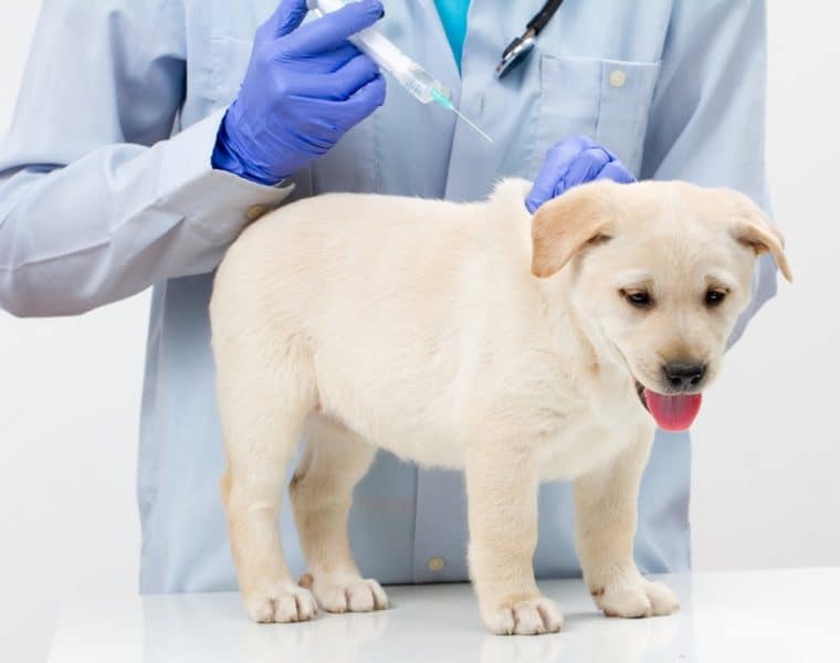 Vaccinating your dog against Parvovirus