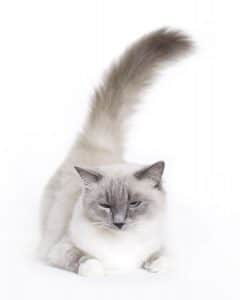 Ragdoll Cat